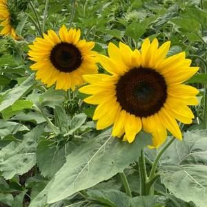 Meet your Posher, Jean